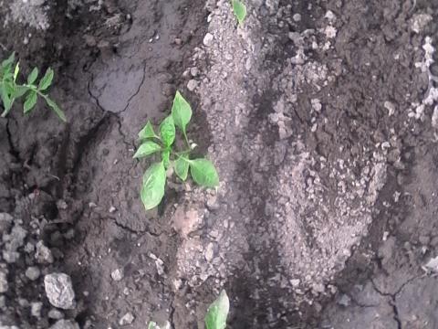 O nosso solo estava duro, tivemos que o cavar muito bem para fazer regos e plantar os pimentos.